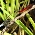 ... Feuerlibelle (Crocothemis erythraea) & Großer Blaupfeil (Orthetrum cancellatum) ...