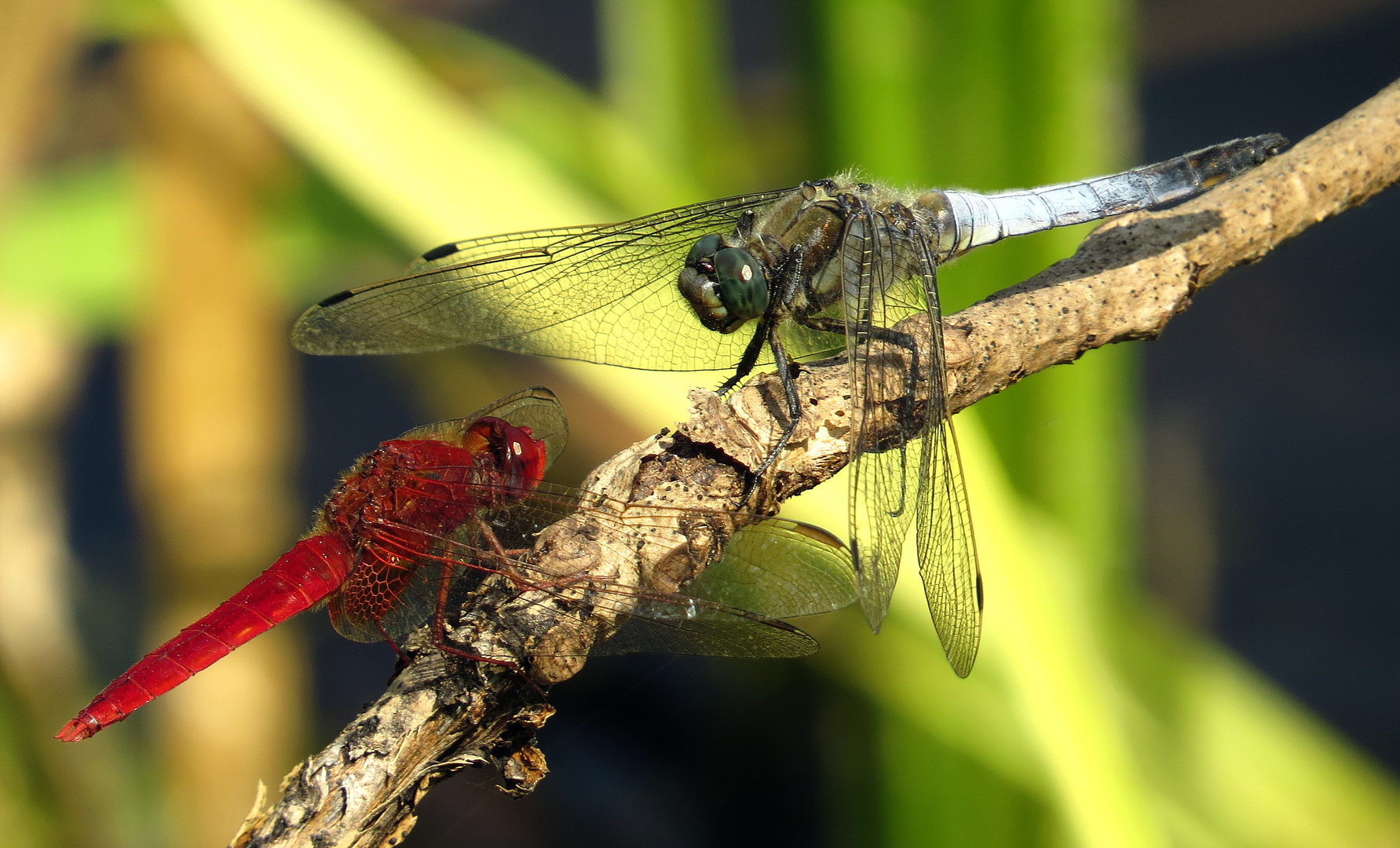 ... Feuerlibelle (Crocothemis erythraea) & Großer Blaupfeil (Orthetrum cancellatum) ...