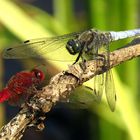 ... Feuerlibelle (Crocothemis erythraea) & Großer Blaupfeil (Orthetrum cancellatum) ...