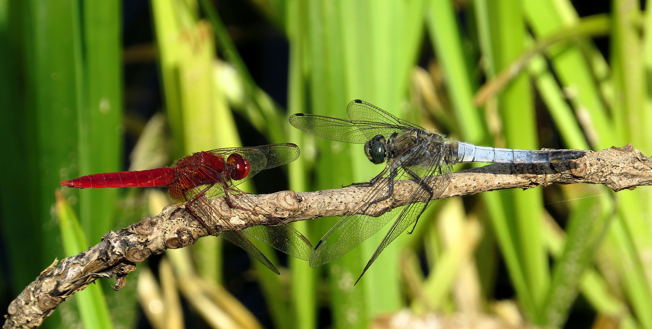 ... Feuerlibelle (Crocothemis erythraea) & Großer Blaupfeil (Orthetrum cancellatum) ...