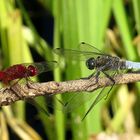 ... Feuerlibelle (Crocothemis erythraea) & Großer Blaupfeil (Orthetrum cancellatum) ...