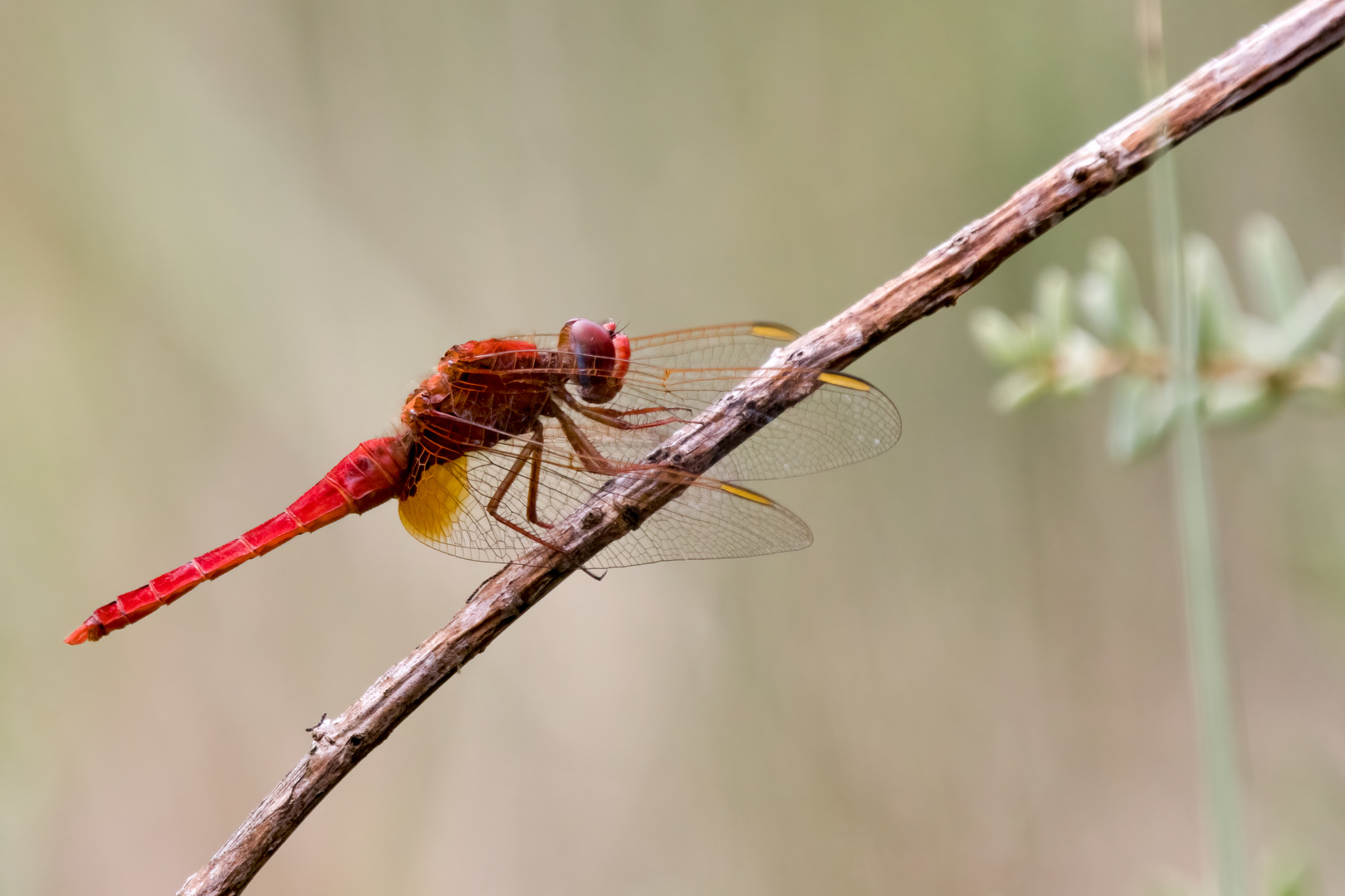 Feuerlibelle (Crocothemis erythraea) in der Camarque