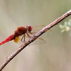 Feuerlibelle (Crocothemis erythraea) in der Camarque