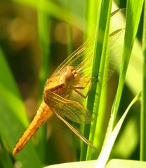 Feuerlibelle (Crocothemis erythraea),  junges Weibchen