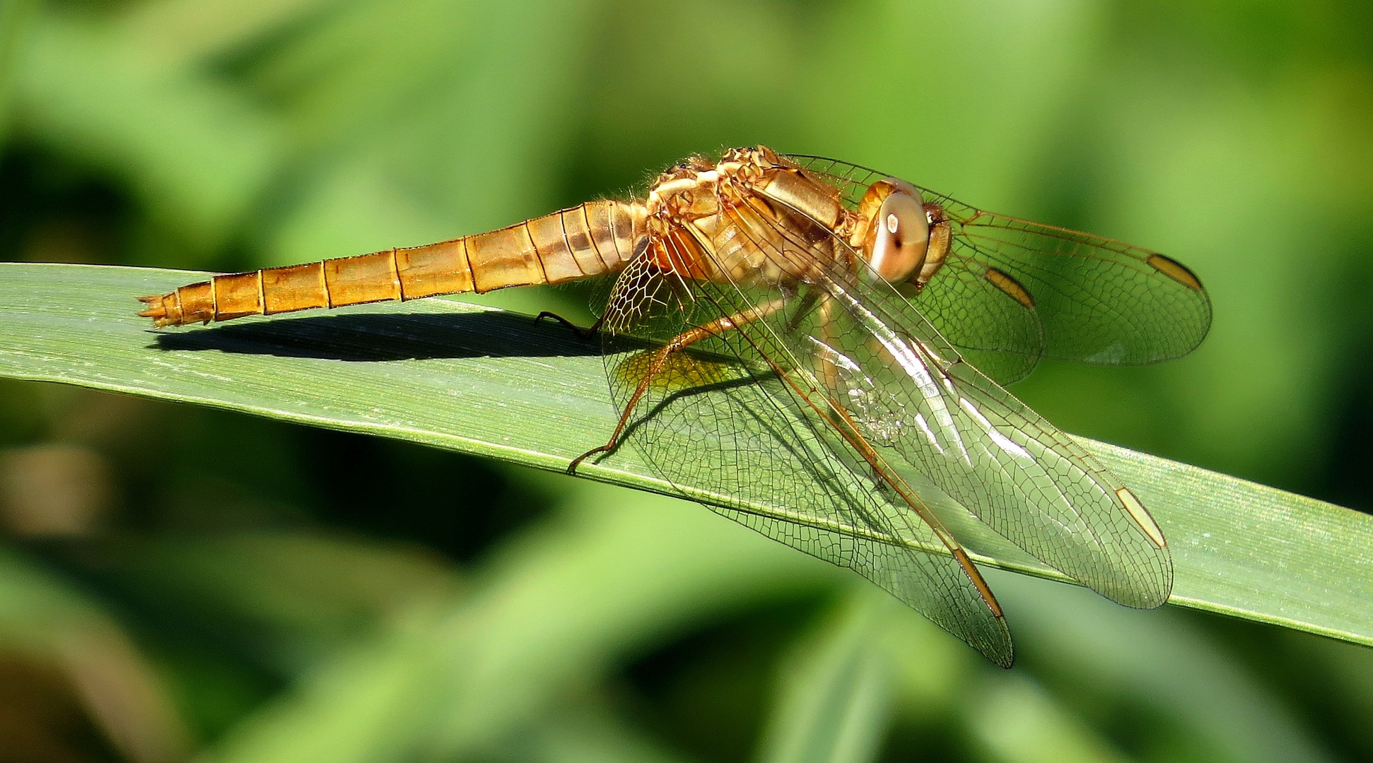 Feuerlibelle (Crocothemis erythraea), junges Weibchen