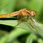 Feuerlibelle (Crocothemis erythraea), junges Weibchen