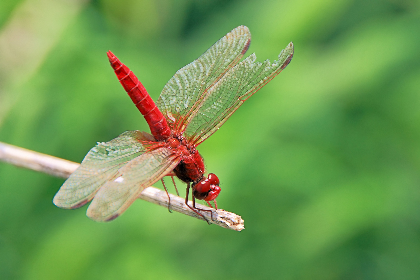 Feuerlibelle (Crocothemis erythraea) (m)