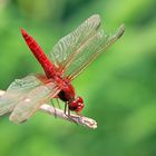 Feuerlibelle (Crocothemis erythraea) (m)