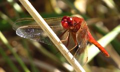 Feuerlibelle (Crocothemis erythraea), Männchen