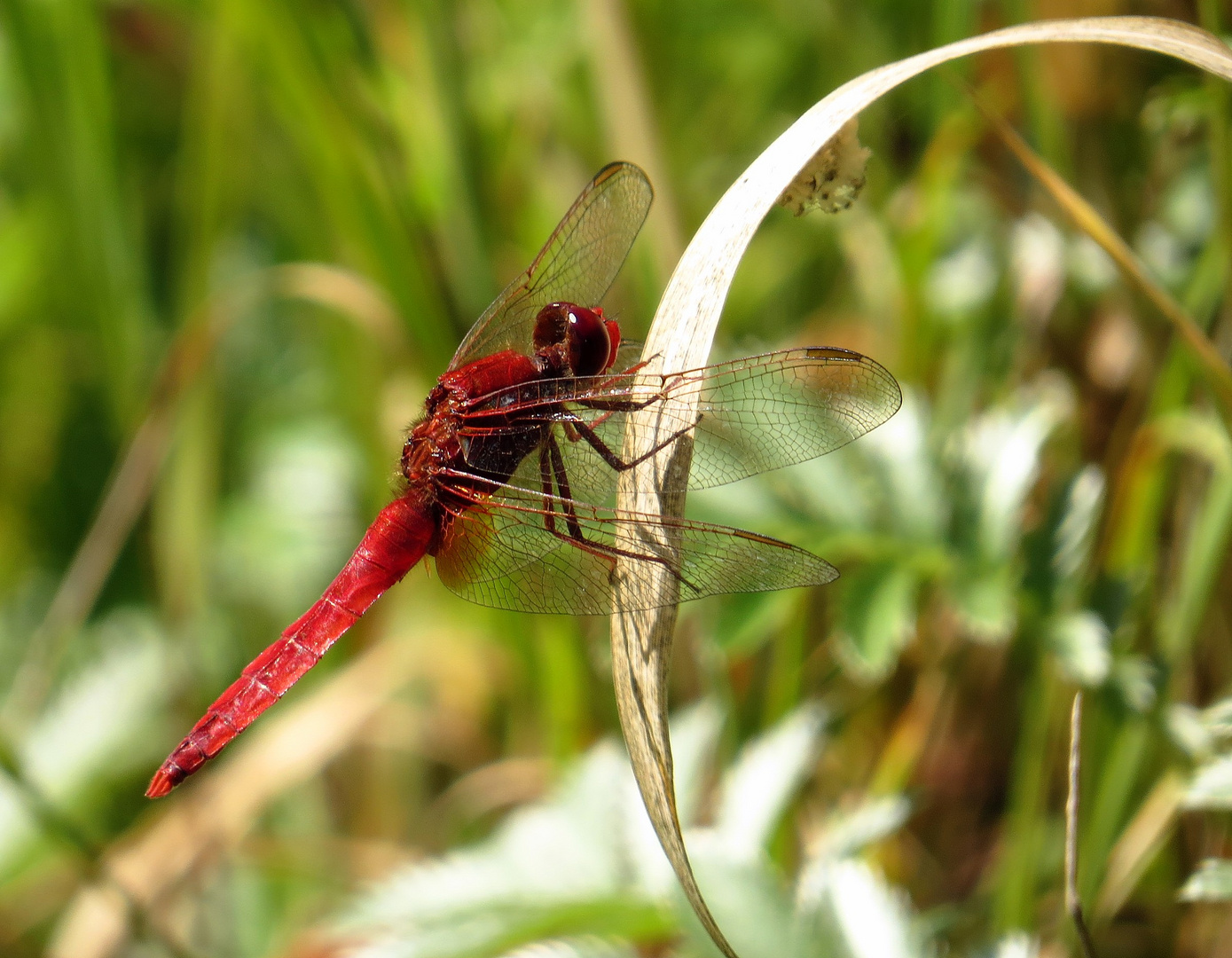 Feuerlibelle (Crocothemis erythraea), Männchen