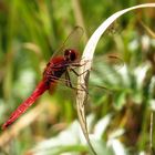 Feuerlibelle (Crocothemis erythraea), Männchen