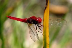 Feuerlibelle (Crocothemis erythraea), Männchen