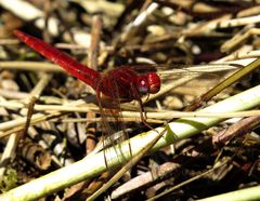 Feuerlibelle (Crocothemis erythraea), Männchen