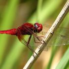 Feuerlibelle (Crocothemis erythraea), Männchen