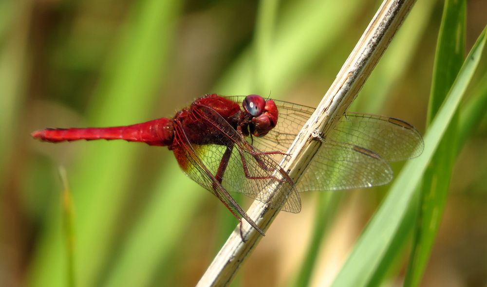 Feuerlibelle (Crocothemis erythraea), Männchen