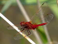 Feuerlibelle (Crocothemis erythraea), Männchen