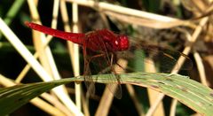 Feuerlibelle (Crocothemis erythraea), Männchen