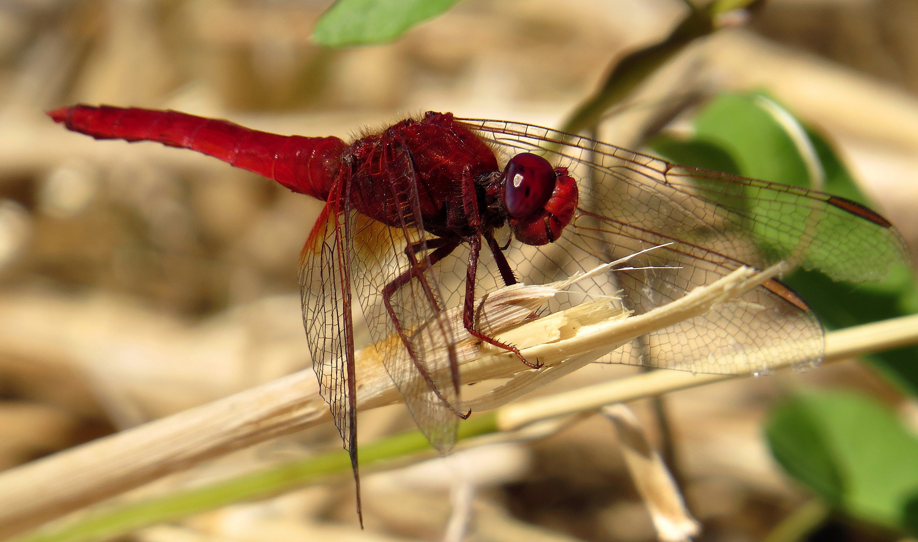 Feuerlibelle (Crocothemis erythraea), Männchen