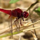 Feuerlibelle (Crocothemis erythraea), Männchen