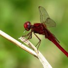 Feuerlibelle (Crocothemis erythraea), Männchen