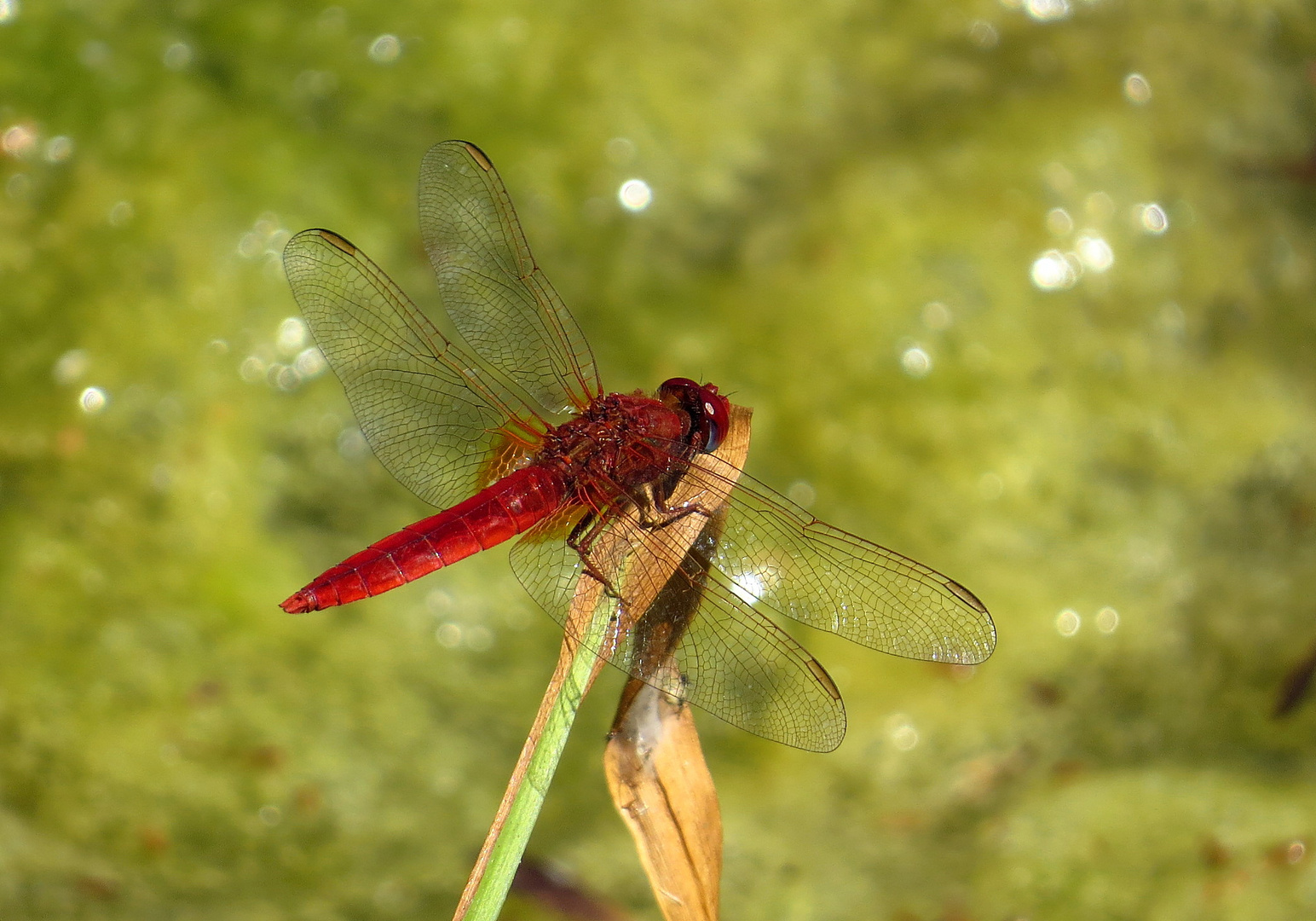 Feuerlibelle (Crocothemis erythraea), Männchen