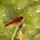 Feuerlibelle (Crocothemis erythraea), Männchen