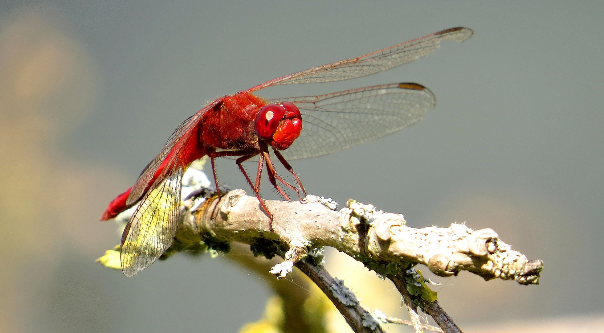 Feuerlibelle (Crocothemis erythraea), Männchen