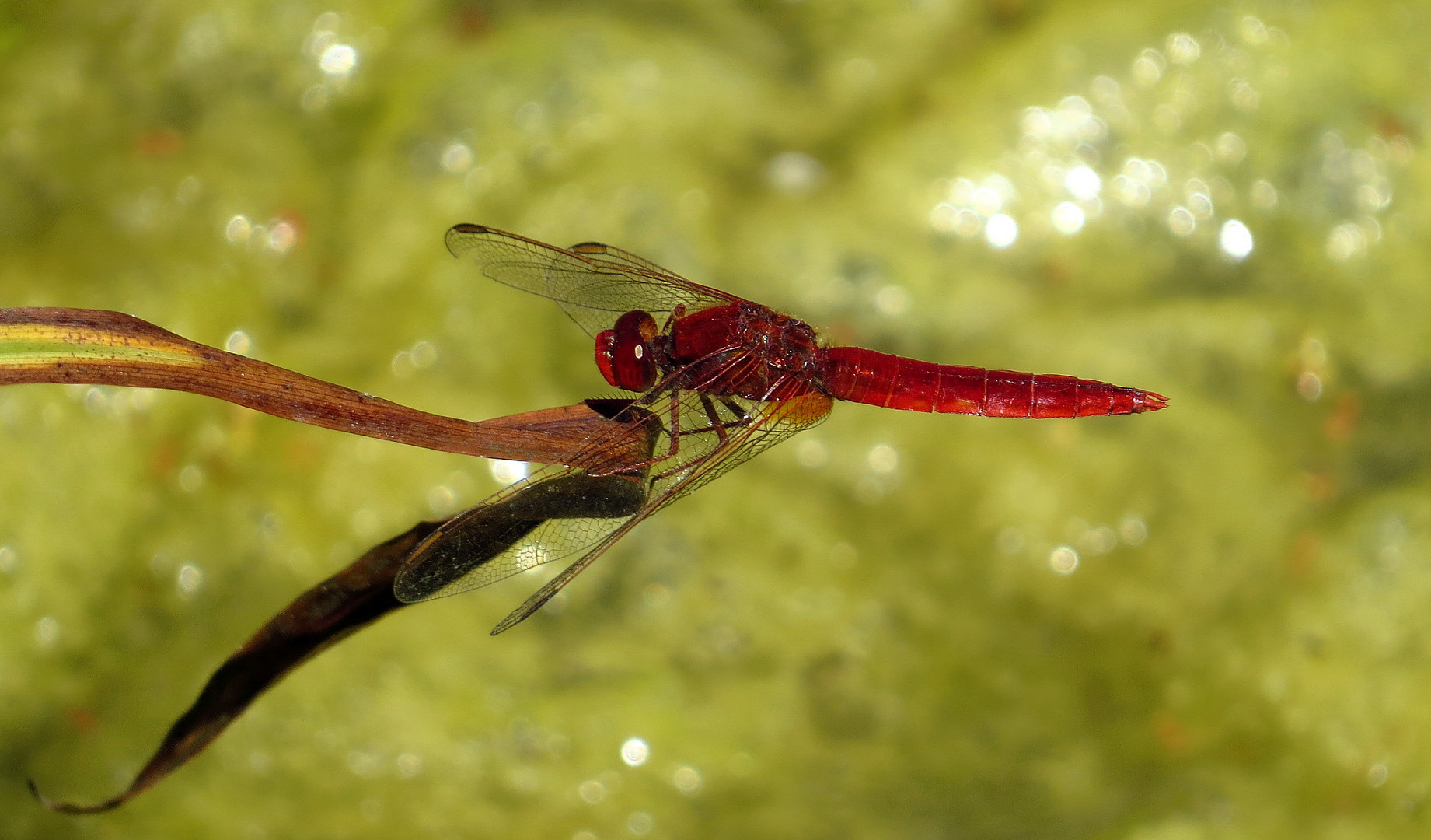 Feuerlibelle (Crocothemis erythraea), Männchen