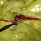 Feuerlibelle (Crocothemis erythraea), Männchen