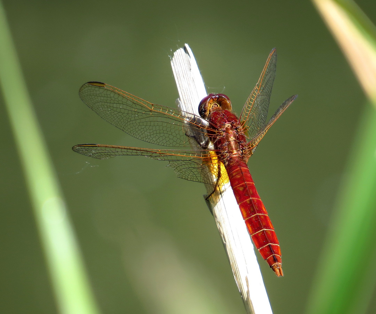 Feuerlibelle (Crocothemis erythraea), Männchen