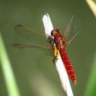 Feuerlibelle (Crocothemis erythraea), Männchen