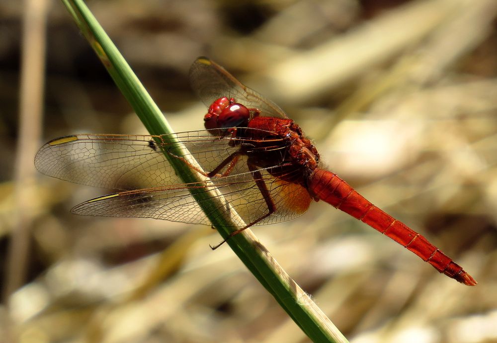 Feuerlibelle (Crocothemis erythraea), Männchen