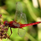 Feuerlibelle (Crocothemis erythraea), Männchen