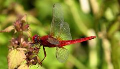 Feuerlibelle (Crocothemis erythraea), Männchen