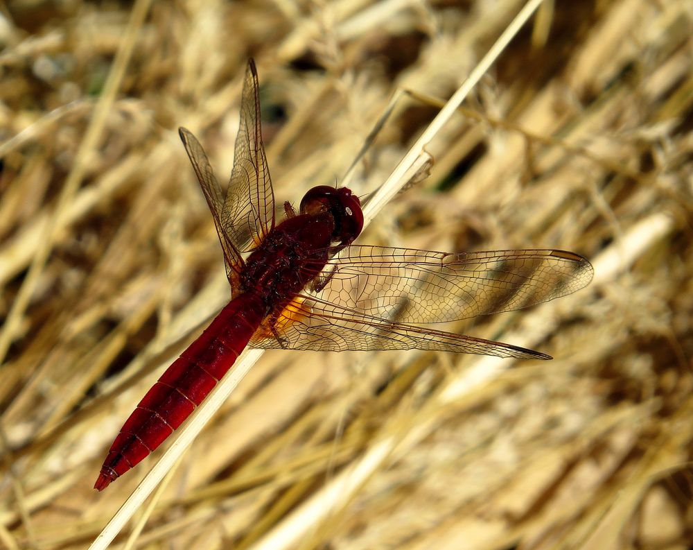 Feuerlibelle (Crocothemis erythraea), Männchen