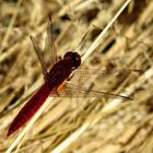 Feuerlibelle (Crocothemis erythraea), Männchen