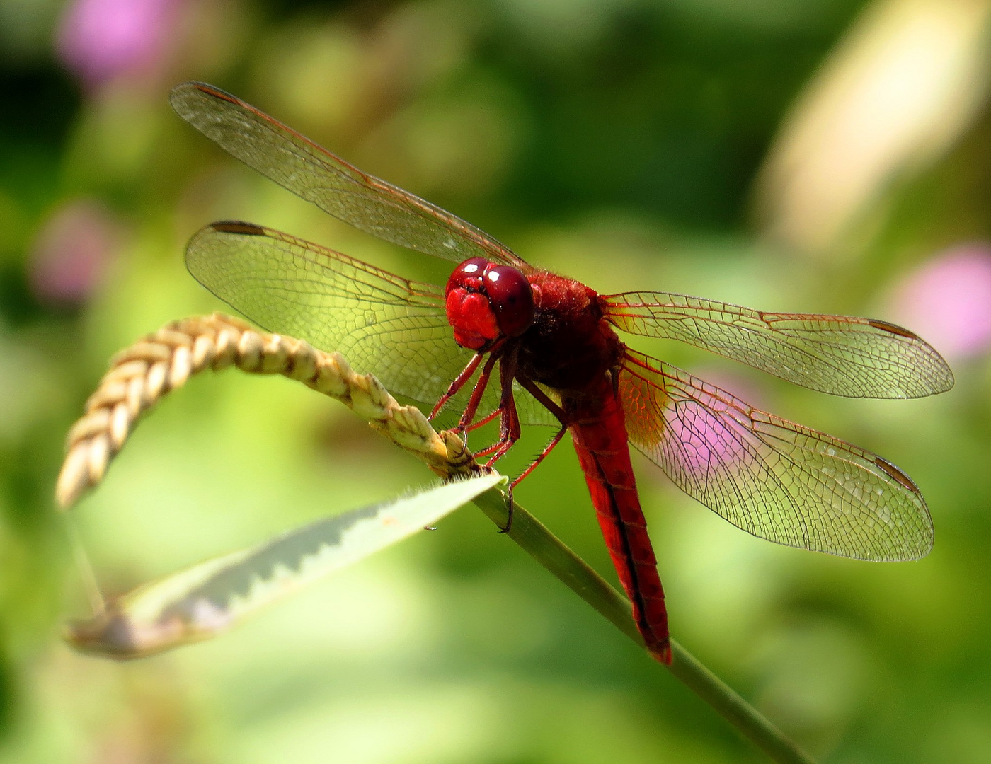 Feuerlibelle (Crocothemis erythraea), Männchen