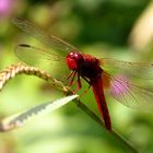 Feuerlibelle (Crocothemis erythraea), Männchen