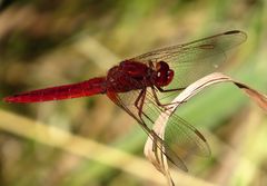 Feuerlibelle (Crocothemis erythraea), Männchen