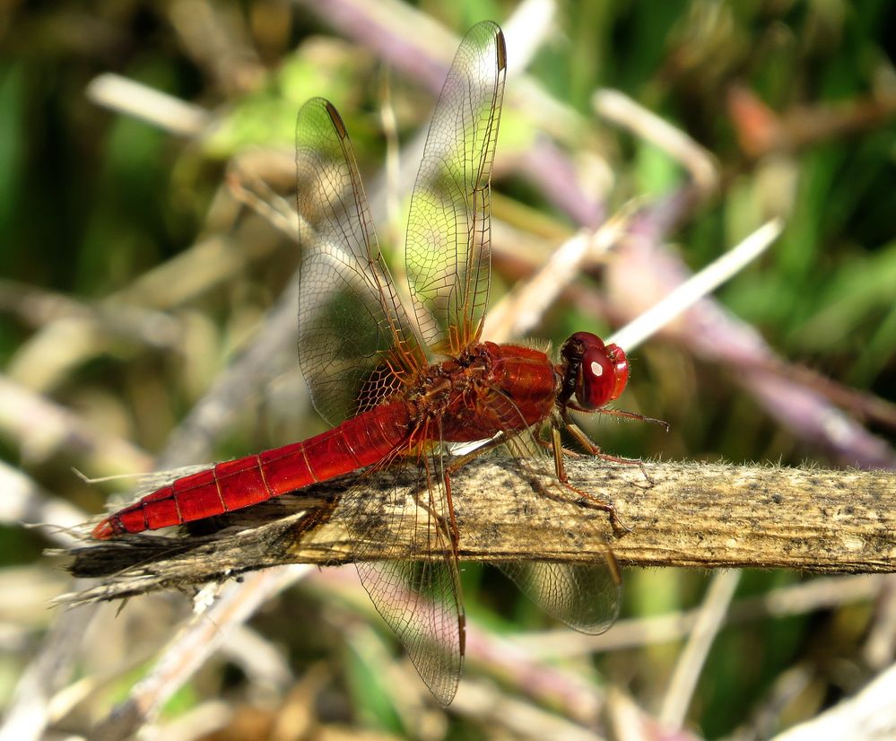 Feuerlibelle (Crocothemis erythraea), Männchen