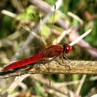 Feuerlibelle (Crocothemis erythraea), Männchen