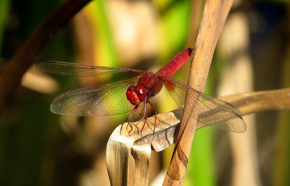 Feuerlibelle (Crocothemis erythraea), Männchen