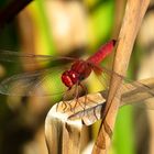 Feuerlibelle (Crocothemis erythraea), Männchen