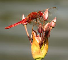 Feuerlibelle (Crocothemis erythraea), Männchen