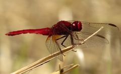 Feuerlibelle (Crocothemis erythraea), Männchen