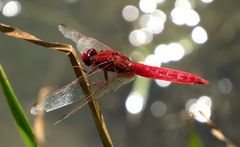 Feuerlibelle (Crocothemis erythraea), Männchen