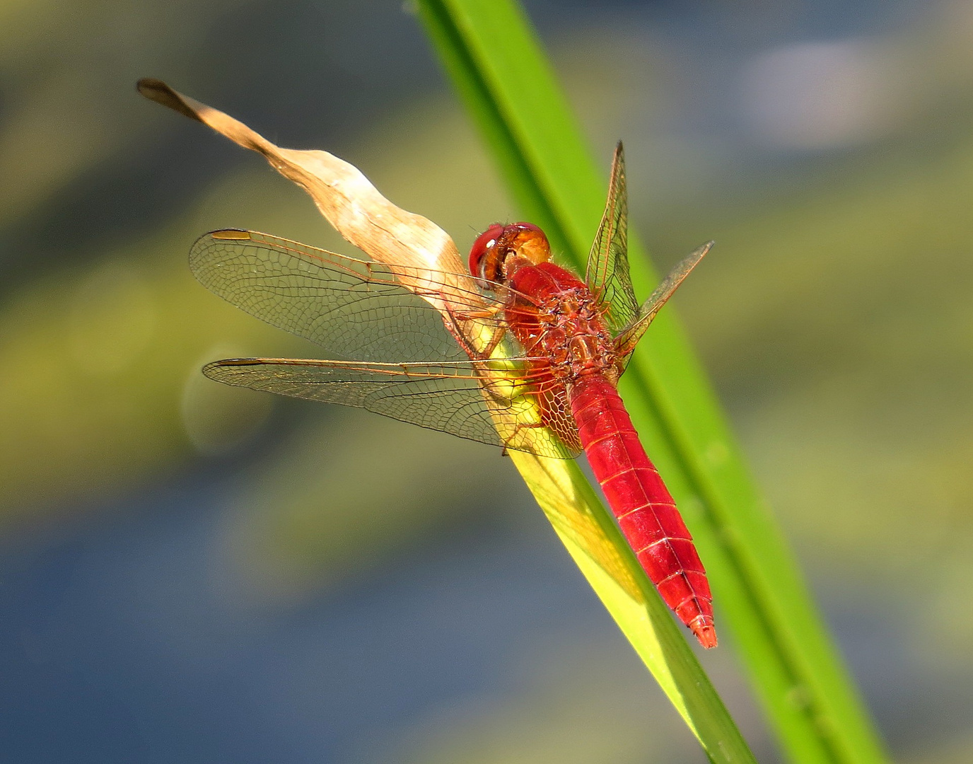 Feuerlibelle (Crocothemis erythraea), Männchen