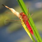 Feuerlibelle (Crocothemis erythraea), Männchen