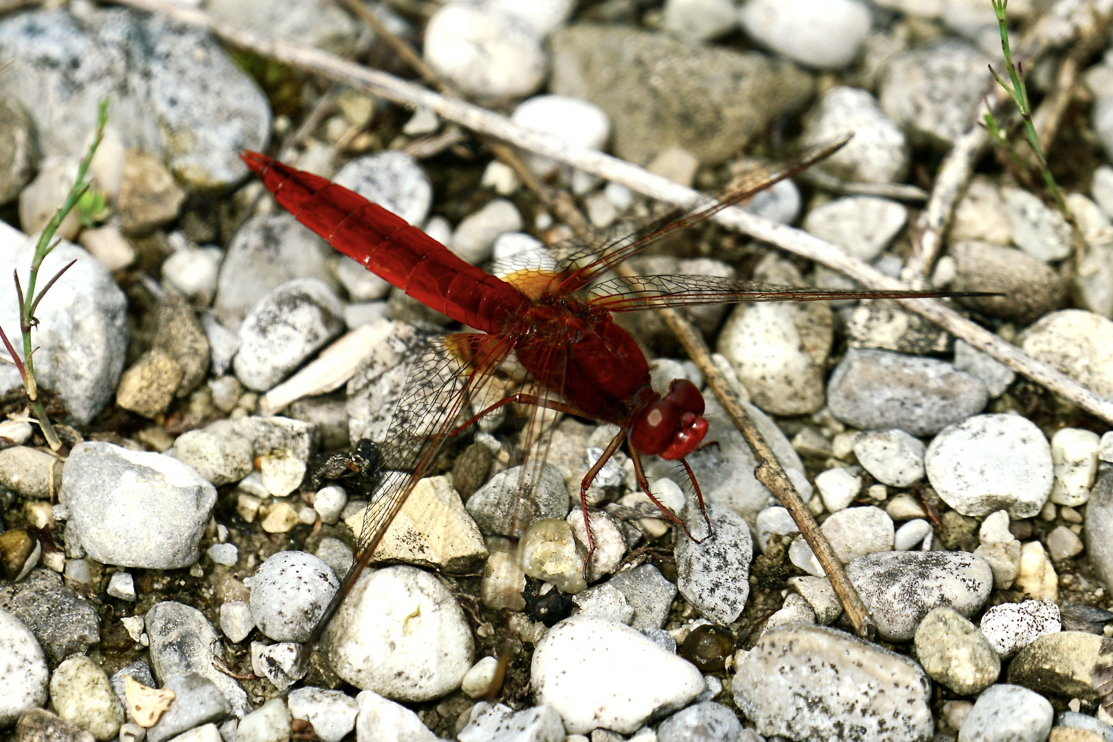 Feuerlibelle (Crocothemis erythraea), Männchen