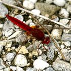 Feuerlibelle (Crocothemis erythraea), Männchen